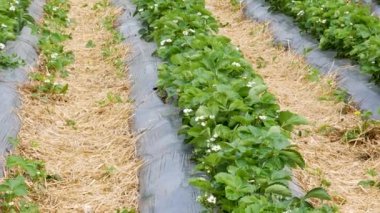 Taze çilek tarlaları. Çilek yetiştirmek için modern teknoloji. Serada çilek yetiştirmek.. 