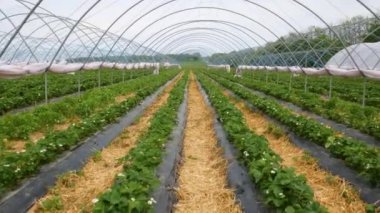 Taze çilek tarlaları. Çilek yetiştirmek için modern teknoloji. Serada çilek yetiştirmek.. 