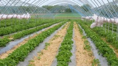 Taze çilek tarlaları. Çilek yetiştirmek için modern teknoloji. Serada çilek yetiştirmek.. 