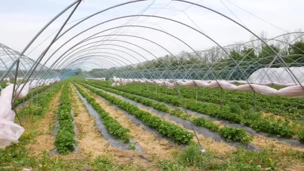 Čerstvé Jahodové Pole Moderní Technologie Pro Pěstování Jahod Pěstování Jahod — Stock video