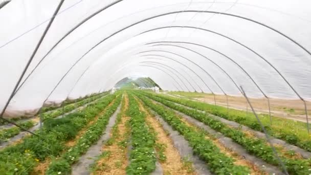 Čerstvé Jahodové Pole Moderní Technologie Pro Pěstování Jahod Pěstování Jahod — Stock video