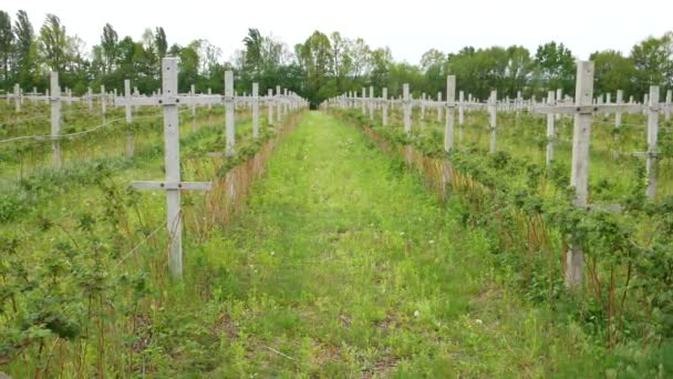 Hallonplantage Modern Teknik För Odling Hallon — Stockvideo