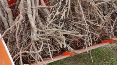 Seedling of cherry. A farmer distributes cherry seedlings to fellow villagers.