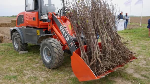 Murovani Kurylivtsi Ucrania Mayo 2020 Agricultor Distribuye Plántulas Cerezo Sus — Vídeos de Stock