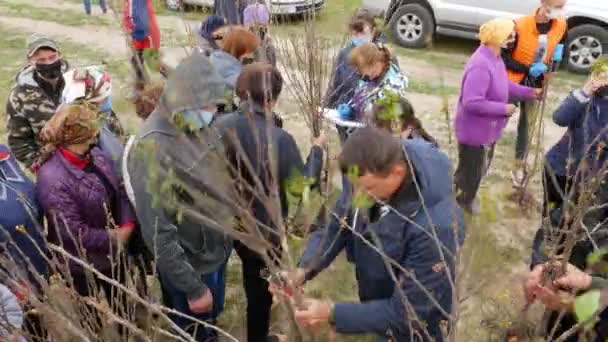 Murovani Kurylivtsi Ukraine May 2020 Farmer Distributes Cherry Seedlings Fellow — 图库视频影像