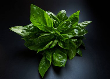 Koyu arkaplanda taze yeşil fesleğen demeti