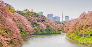 Sakura çiçeği Kitanomaru Garden, Tokyo, Japonya