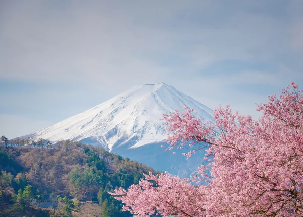 Bahar, cherry blossom sakura, fuji Dağı