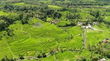 Bali, Endonezya inanılmaz bir manzara pirinç alan hava video