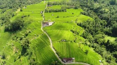 Bali, Endonezya inanılmaz bir manzara pirinç alan hava video