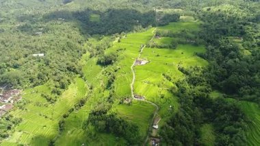 Bali, Endonezya inanılmaz bir manzara pirinç alan hava video