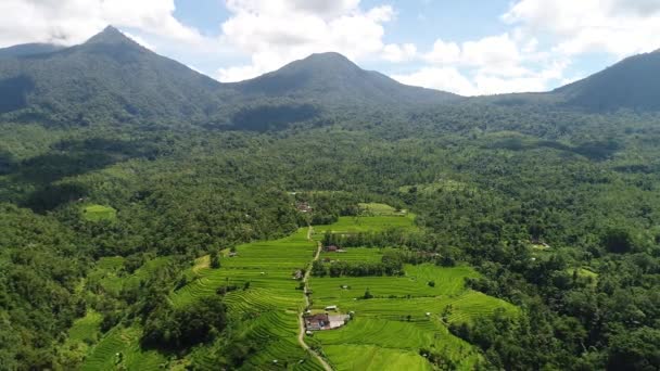 Воздушное видео на удивительном рисовом поле на Бали, Индонезия — стоковое видео