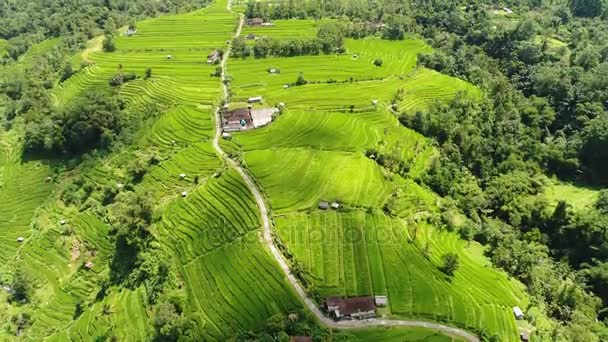 在令人惊叹的景观稻田在印度尼西亚巴厘岛上的航拍视频 — 图库视频影像
