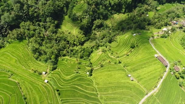 Vídeo aéreo em um incrível campo de arroz paisagem em Bali, Indonésia — Vídeo de Stock
