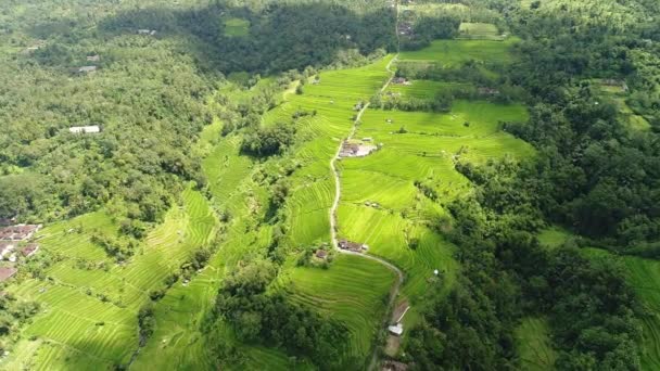 Video aereo in una fantastica risaia paesaggistica a Bali, Indonesia — Video Stock