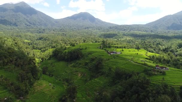 Video udara dalam bentang alam sawah yang menakjubkan di Bali, Indonesia — Stok Video