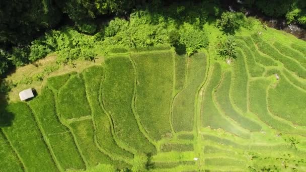 Aerial video in an amazing landscape rice field on Bali, Indonesia — Stock Video