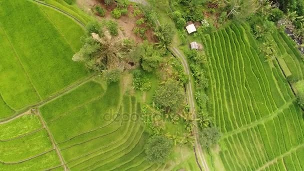 Воздушное видео на удивительном рисовом поле на Бали, Индонезия — стоковое видео