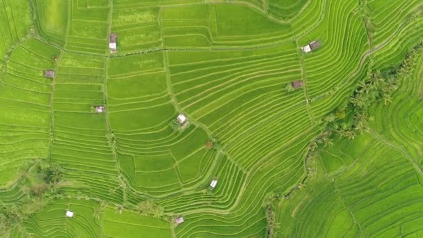Εναέρια βίντεο σε ένα καταπληκτικό τοπίο ρύζι πεδίο σε Μπαλί, Ινδονησία — Αρχείο Βίντεο