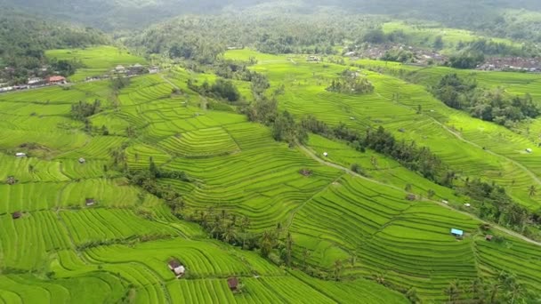 Luftbild in einer erstaunlichen Landschaft Reisfeld auf Bali, Indonesien — Stockvideo