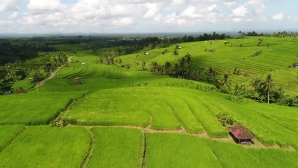 Antenowe video niesamowity krajobraz ryżowym polu, na wyspie Bali, Indonezja — Wideo stockowe