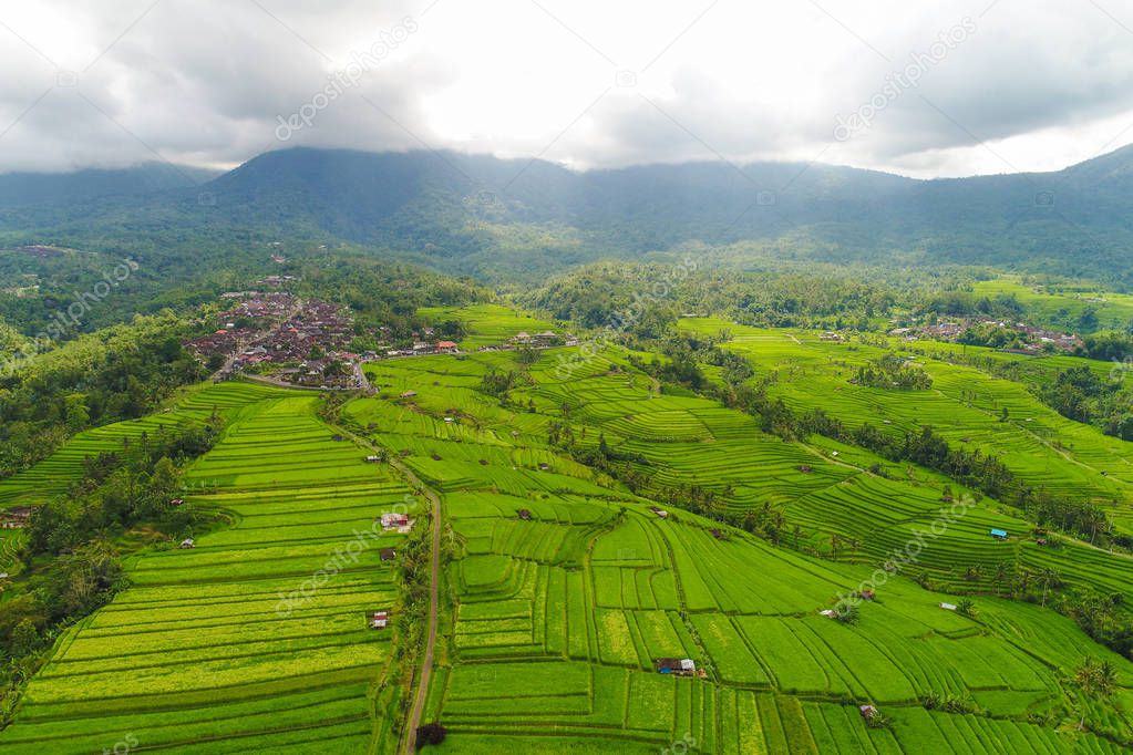 Aerial view of the green rice fields.