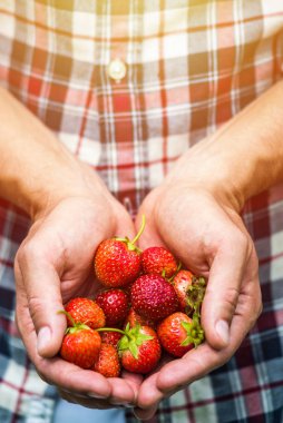 Taze çilek gerçek hayat aldı
