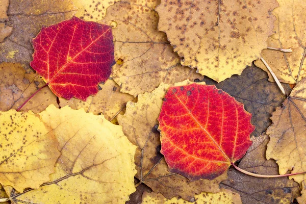 从秋天的色彩缤纷白杨树叶背景 — 图库照片