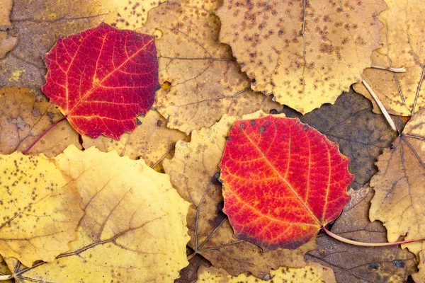 Fond de feuilles de peuplier faux-tremble colorées automne — Photo