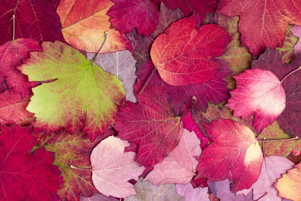 Фон з осіннього різнокольорового листя — стокове фото