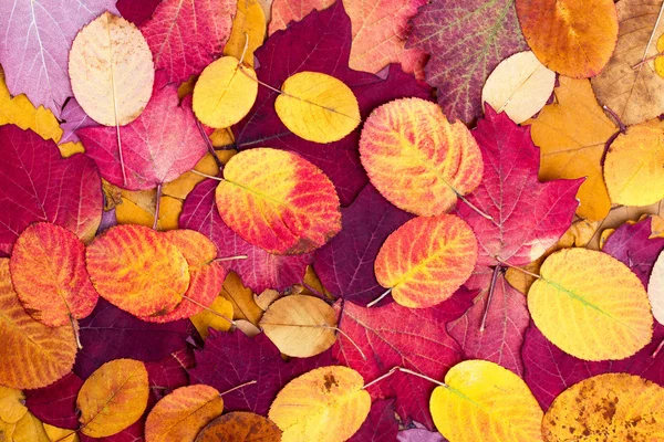 Pozadí z podzimní barevné listí — Stock fotografie