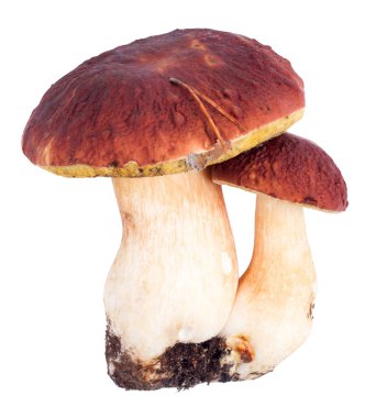 Ham cèpes beyaz izole