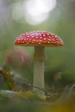 Kırmızı sinek agaric mantar veya çim mantarı. Latin isim ben