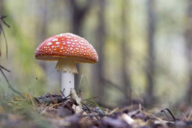 Kırmızı sinek agaric mantar veya çim mantarı. Latin isim ben