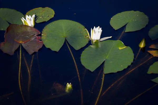 Nénuphars blancs fins avec des feuilles sur le lac dans le natu sauvage — Photo