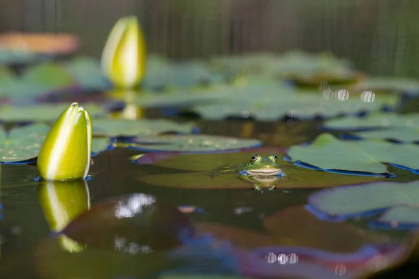Lys blancs et grenouille sur le lac dans la nature sauvage — Photo