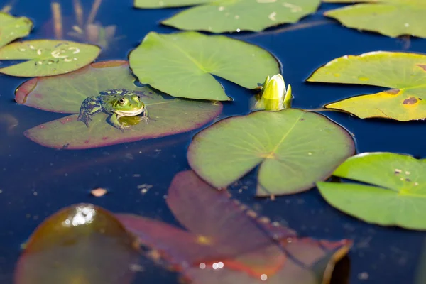 Lírios de água brancos e rã no lago na natureza selvagem Imagens Royalty-Free