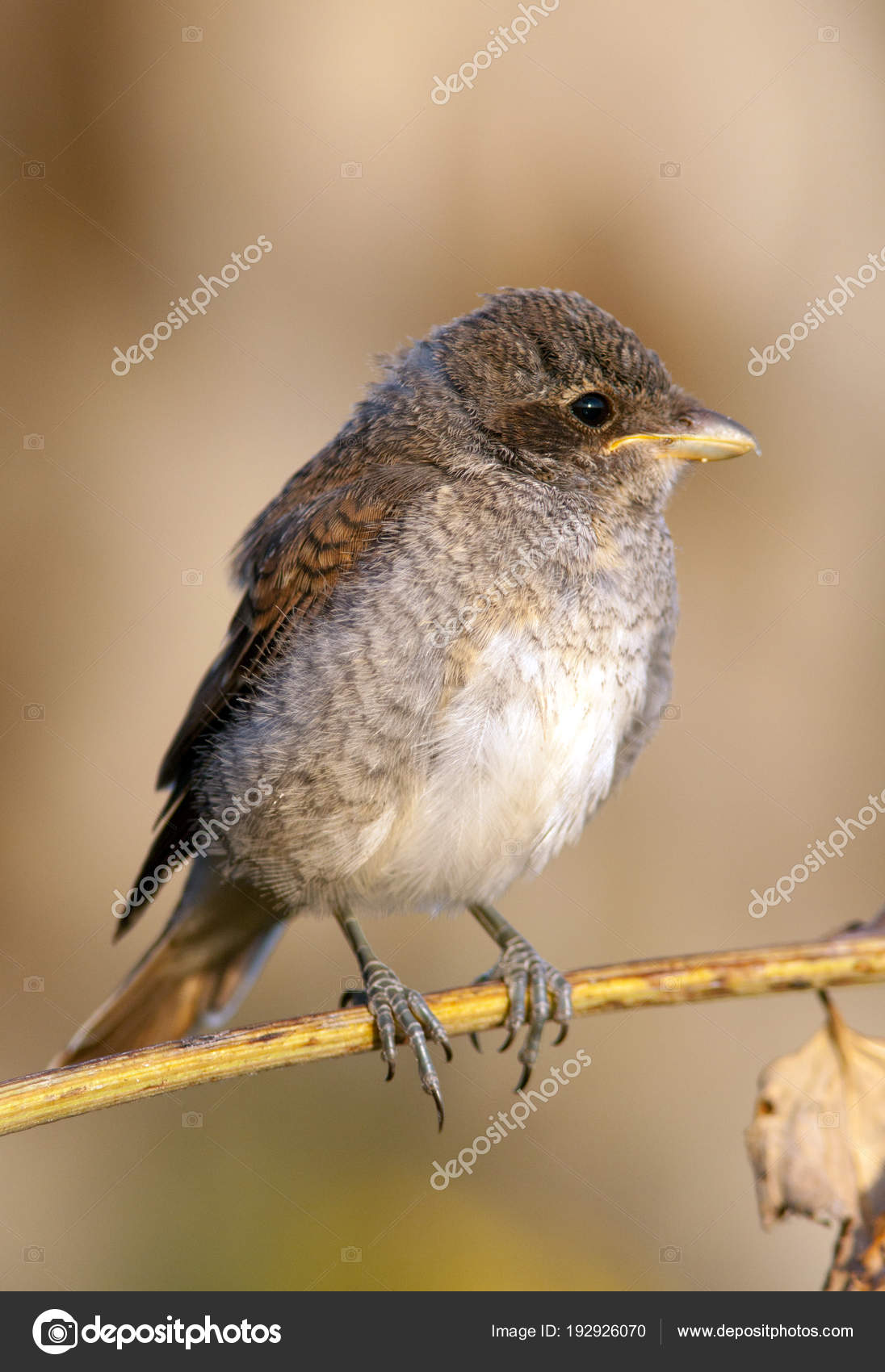 Bébé Oiseau Pie Grièche écorcheur Portrait Photographie