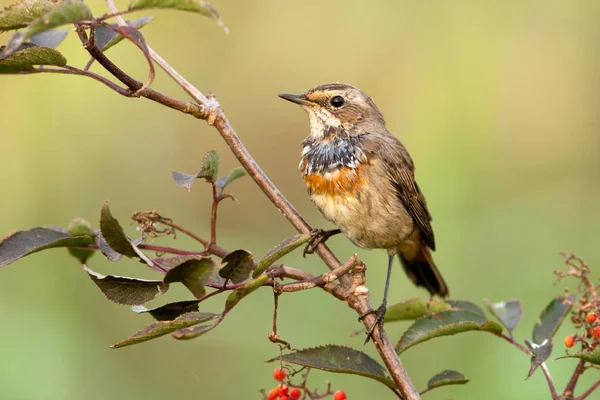 Blåhake i naturen — Stockfoto