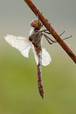 Yusufçuk çiğ içinde bir sap üzerinde oturur 