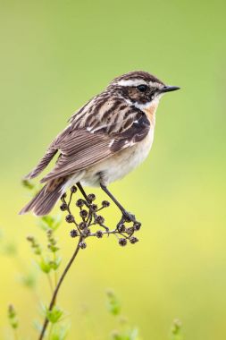 Whinchat bir bitki üzerinde oturur