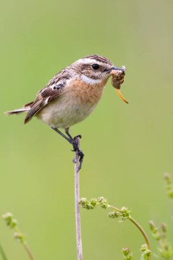 Whinchat bir bitki üzerinde oturur 