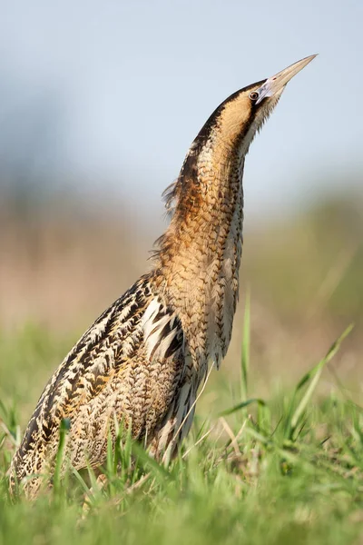 Euroasian bittern goes and sings in the spring — Stock Photo, Image