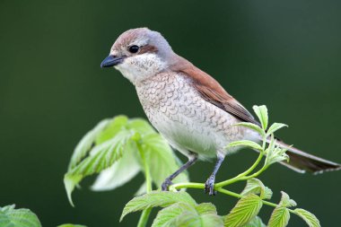 Kızıl sırtlı örümcek kuşu üzerinde bir ahududu