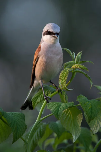 Shrike con respaldo rojo en una frambuesa — Foto de Stock