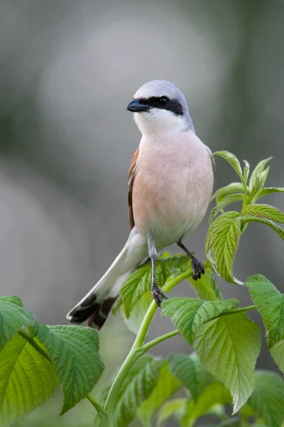 Shrike con respaldo rojo en una frambuesa — Foto de Stock