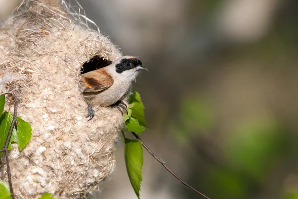 Teta pendulina europea construye un nido — Foto de Stock