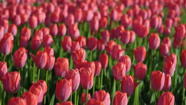 Tulipány kvetla. Čerstvé květiny tulipány ve větru. Velký počet tulipány s růžová poupata růžová pole vytvořit. Večerní slunce krásně svítí, tulipány. Slunečné jarní večer.