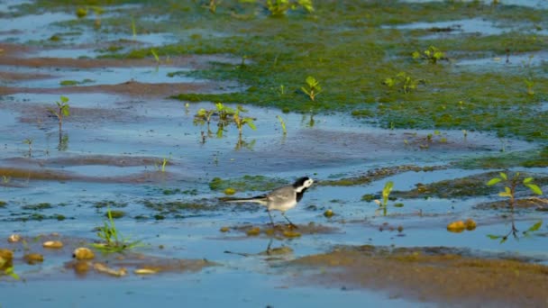 Un Petit Oiseau Une Bergeronnette Grise Parcourt Le Marais Loiseau Attrape Insectes Et Mange Matin Dété Ensoleillée
