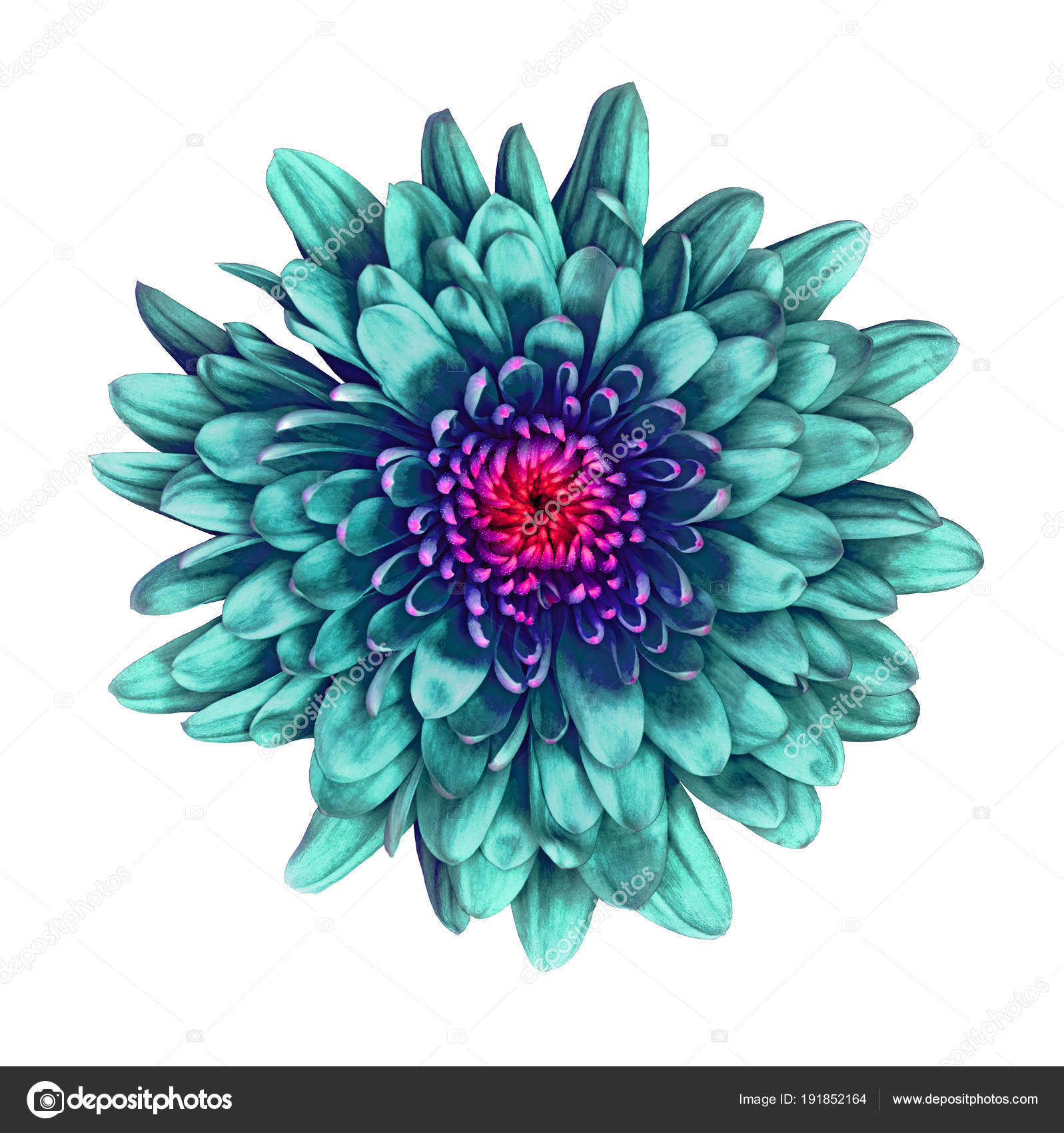 美しい花の画像 上青色花 美しい花の画像 上青色花